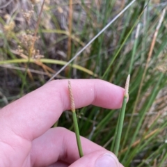 Eleocharis acuta at Isaacs, ACT - 7 Feb 2023 05:52 PM