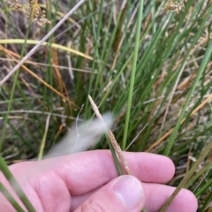 Eleocharis acuta at Isaacs, ACT - 7 Feb 2023 05:52 PM