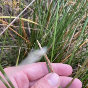 Eleocharis acuta at Isaacs, ACT - 7 Feb 2023 05:52 PM