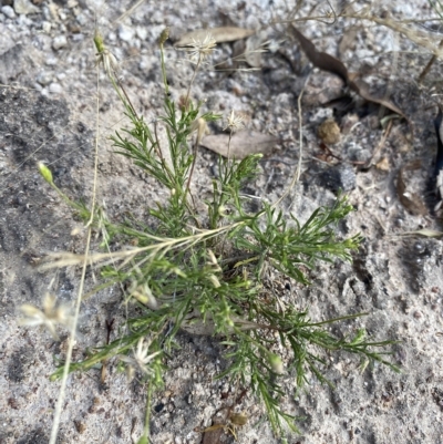 Vittadinia muelleri (Narrow-leafed New Holland Daisy) at Isaacs Ridge and Nearby - 7 Feb 2023 by Tapirlord