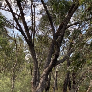 Eucalyptus bridgesiana at Isaacs Ridge and Nearby - 7 Feb 2023