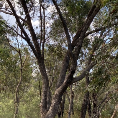 Eucalyptus bridgesiana (Apple Box) at Isaacs, ACT - 7 Feb 2023 by Tapirlord