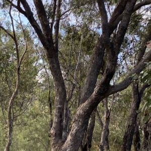 Eucalyptus bridgesiana at Isaacs Ridge and Nearby - 7 Feb 2023