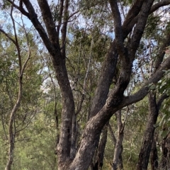 Eucalyptus bridgesiana at Isaacs, ACT - 7 Feb 2023