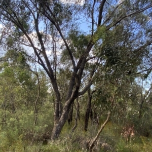 Eucalyptus bridgesiana at Isaacs Ridge and Nearby - 7 Feb 2023