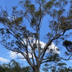 Eucalyptus melliodora (Yellow Box) at Isaacs Ridge and Nearby - 7 Feb 2023 by Tapirlord