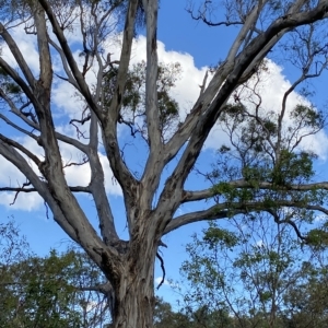 Eucalyptus melliodora at Isaacs Ridge - 7 Feb 2023 05:50 PM