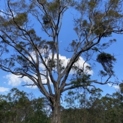 Eucalyptus melliodora at Isaacs Ridge - 7 Feb 2023 05:50 PM