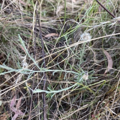 Vittadinia gracilis (New Holland Daisy) at Isaacs Ridge and Nearby - 7 Feb 2023 by Tapirlord