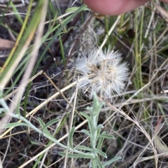 Vittadinia gracilis at Isaacs, ACT - 7 Feb 2023 05:50 PM