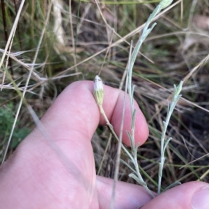 Vittadinia gracilis at Isaacs, ACT - 7 Feb 2023 05:50 PM