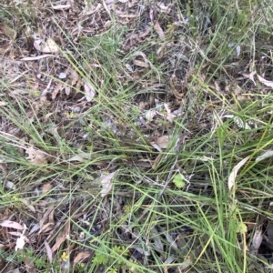 Lomandra filiformis subsp. filiformis at Isaacs, ACT - 7 Feb 2023