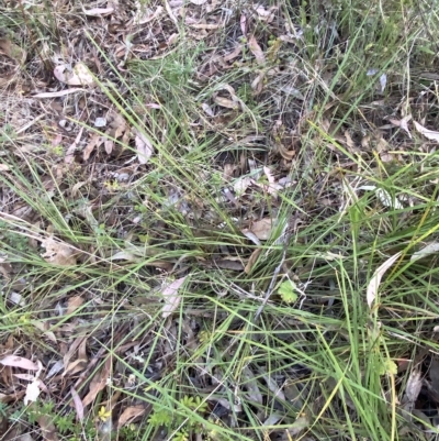 Lomandra filiformis subsp. filiformis (Wattle Matrush) at Isaacs Ridge - 7 Feb 2023 by Tapirlord