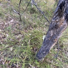 Lomandra filiformis subsp. filiformis at Isaacs, ACT - 7 Feb 2023