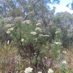 Cassinia longifolia (Shiny Cassinia, Cauliflower Bush) at Isaacs Ridge and Nearby - 7 Feb 2023 by Tapirlord