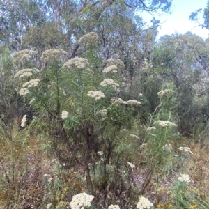 Cassinia longifolia at Isaacs, ACT - 7 Feb 2023