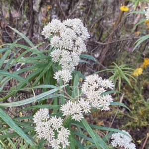 Cassinia longifolia at Isaacs, ACT - 7 Feb 2023