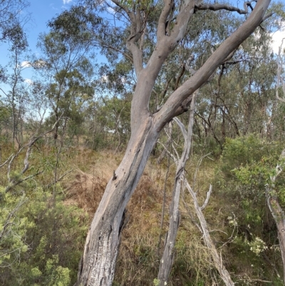 Eucalyptus blakelyi (Blakely's Red Gum) at Isaacs Ridge and Nearby - 7 Feb 2023 by Tapirlord