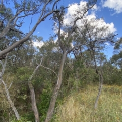 Eucalyptus blakelyi at Isaacs, ACT - 7 Feb 2023