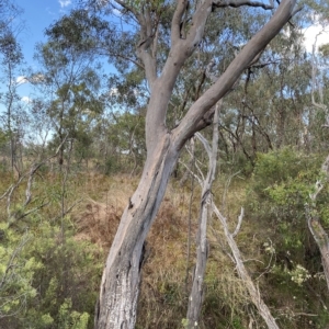 Eucalyptus blakelyi at Isaacs, ACT - 7 Feb 2023
