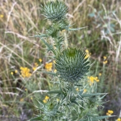 Cirsium vulgare (Spear Thistle) at Isaacs, ACT - 7 Feb 2023 by Tapirlord