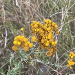 Chrysocephalum semipapposum (Clustered Everlasting) at Isaacs Ridge - 7 Feb 2023 by Tapirlord