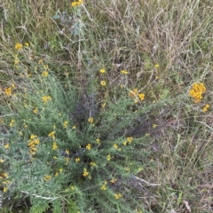 Chrysocephalum semipapposum at Isaacs, ACT - 7 Feb 2023 05:47 PM