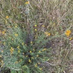 Chrysocephalum semipapposum at Isaacs, ACT - 7 Feb 2023