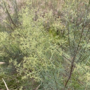 Cassinia quinquefaria at Isaacs, ACT - 7 Feb 2023 05:45 PM