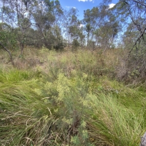 Cassinia quinquefaria at Isaacs, ACT - 7 Feb 2023 05:45 PM