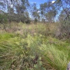 Cassinia quinquefaria at Isaacs, ACT - 7 Feb 2023 05:45 PM