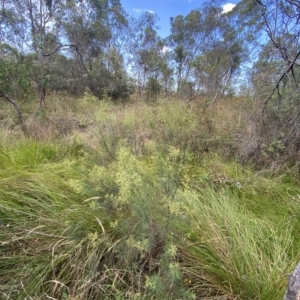 Cassinia quinquefaria at Isaacs, ACT - 7 Feb 2023