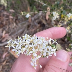 Bursaria spinosa subsp. lasiophylla (Australian Blackthorn) at Isaacs Ridge and Nearby - 7 Feb 2023 by Tapirlord