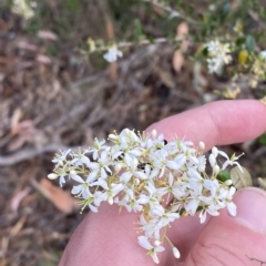 Bursaria spinosa subsp. lasiophylla at O'Malley, ACT - 7 Feb 2023