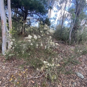 Bursaria spinosa subsp. lasiophylla at O'Malley, ACT - 7 Feb 2023