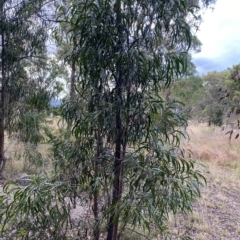 Acacia implexa (Hickory Wattle, Lightwood) at Isaacs Ridge - 7 Feb 2023 by Tapirlord