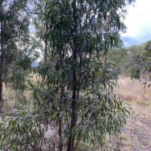 Acacia implexa at O'Malley, ACT - 7 Feb 2023