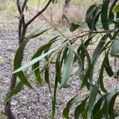 Acacia implexa at O'Malley, ACT - 7 Feb 2023