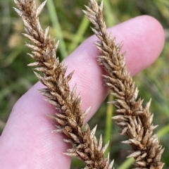 Carex appressa (Tall Sedge) at Isaacs Ridge and Nearby - 7 Feb 2023 by Tapirlord