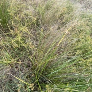 Carex appressa at O'Malley, ACT - 7 Feb 2023