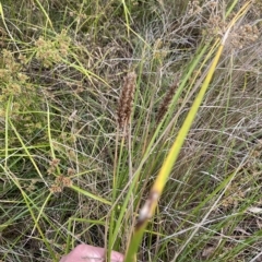 Carex appressa at O'Malley, ACT - 7 Feb 2023