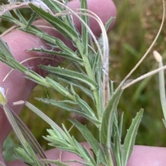 Epilobium hirtigerum (Hairy Willowherb) at O'Malley, ACT - 7 Feb 2023 by Tapirlord