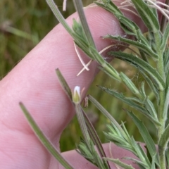 Epilobium hirtigerum at O'Malley, ACT - 7 Feb 2023