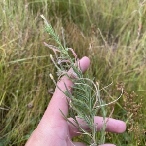 Epilobium hirtigerum at O'Malley, ACT - 7 Feb 2023