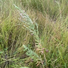 Epilobium hirtigerum at O'Malley, ACT - 7 Feb 2023