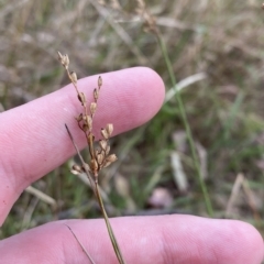 Juncus subsecundus (Finger Rush) at O'Malley, ACT - 7 Feb 2023 by Tapirlord