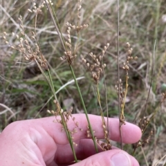 Juncus subsecundus at O'Malley, ACT - 7 Feb 2023 05:38 PM