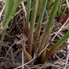 Juncus subsecundus at O'Malley, ACT - 7 Feb 2023 05:38 PM