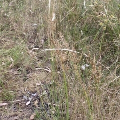 Juncus subsecundus at O'Malley, ACT - 7 Feb 2023 05:38 PM