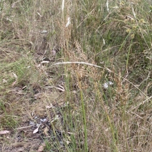 Juncus subsecundus at O'Malley, ACT - 7 Feb 2023